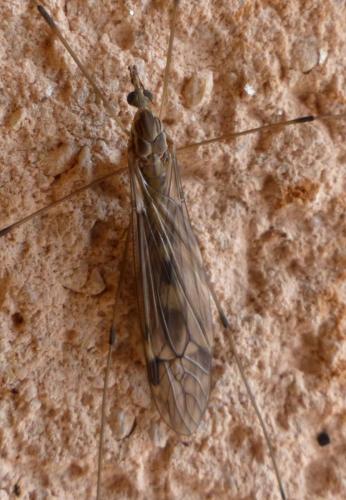 Tipula rufina